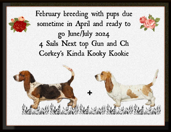 July hound puppies outlet for sale